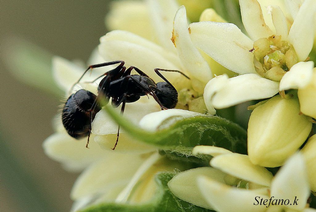 Spuntino! (Operaia minore di Camponotus cfr vagus)